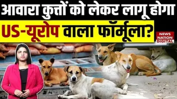 Stray Dogs