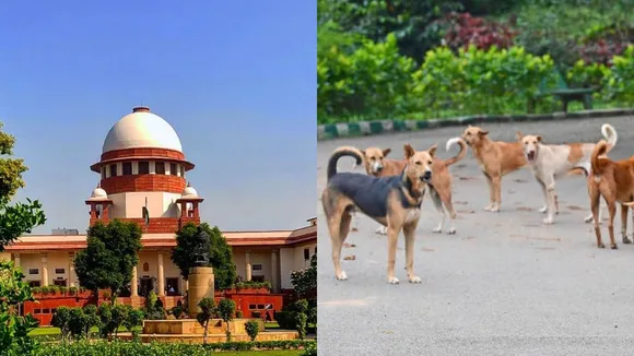 SC on Stray Dogs