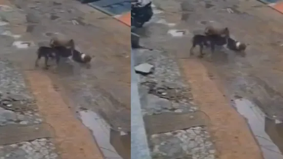 viral street video dogs