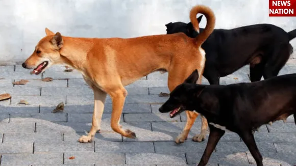 stray dogs