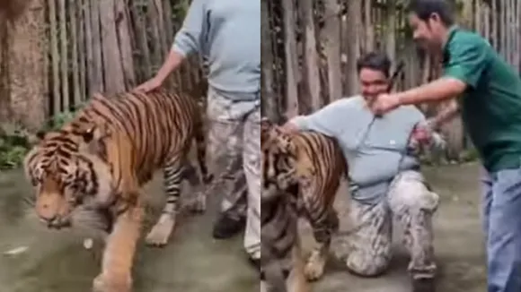 viral video tiger attacked