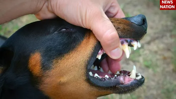 Animal Bites