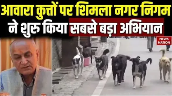 Action on Stray Dogs