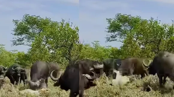 viral video wildlife (1)