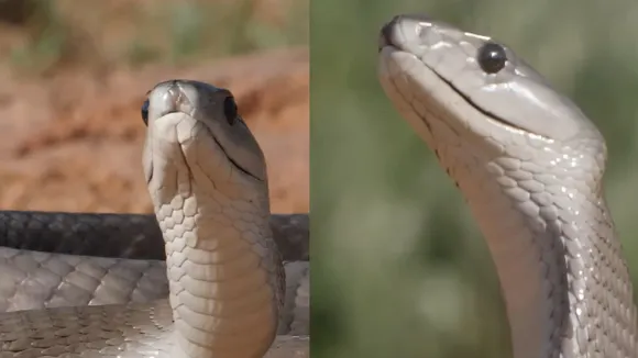 black mamba
