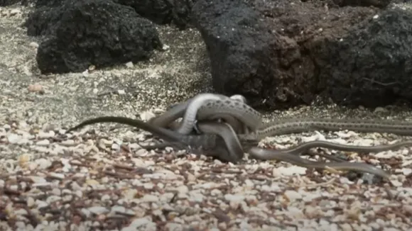 iguana snake attack video