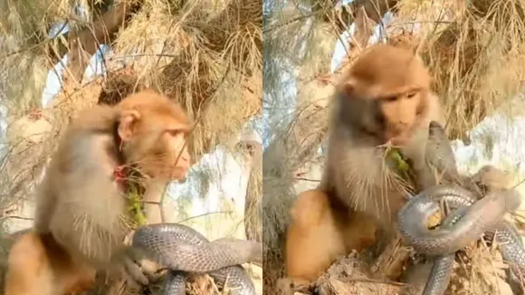 viral king cobra attack monkey