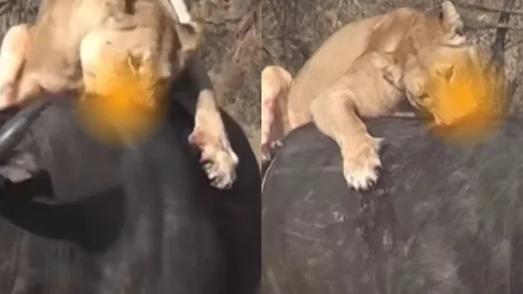 lions attacking buffalo