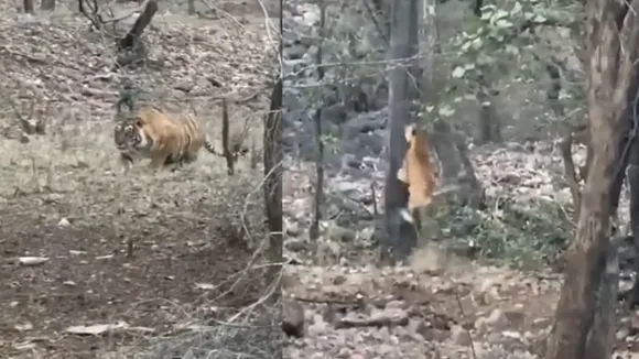 viral tiger video on social media