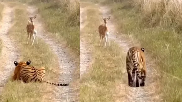 viral wilife video