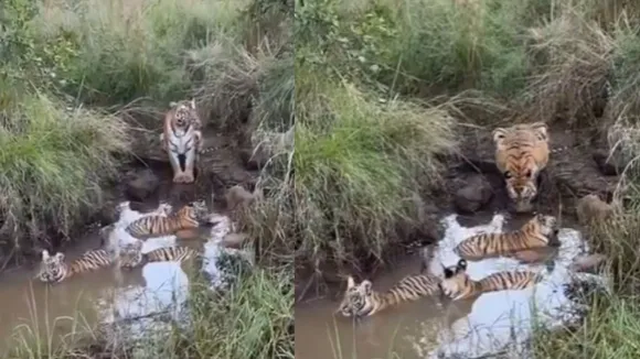 Tigress Video Viral