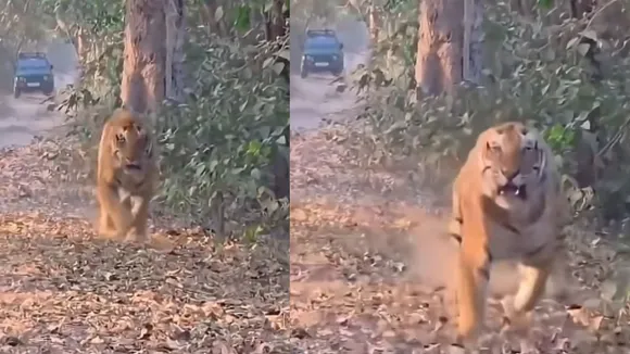 tiger attack video (3)