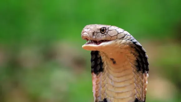 cobra snakes news