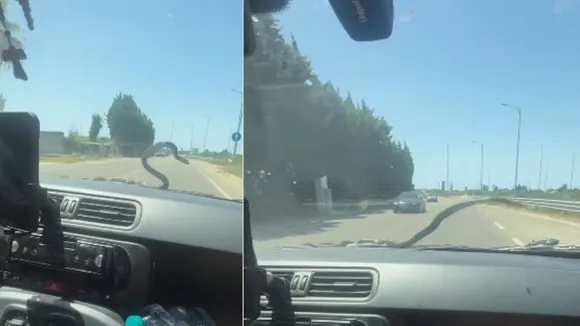 VIRAL VIDEO SNAKE (2)