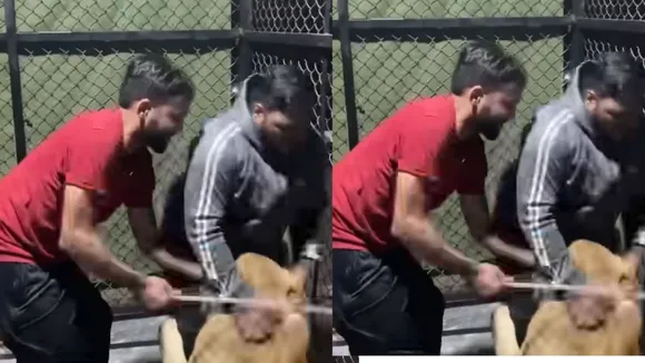 viral lioness video
