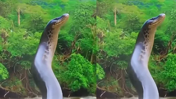 viral video of Titanoboa
