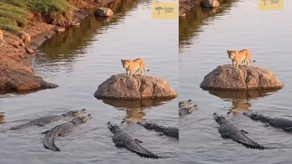 viral video wildlife (2)