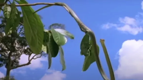 viral video flying snake (1)