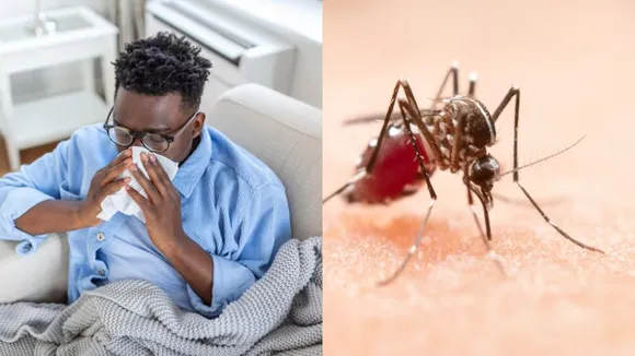 cold and dengue
