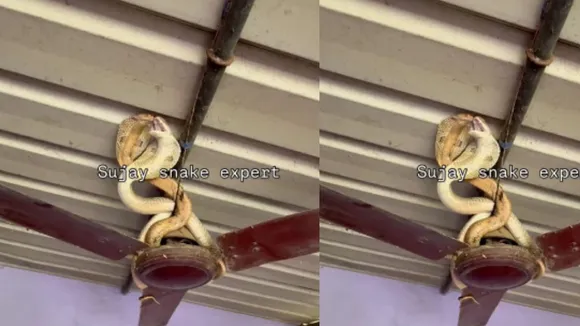 viral cobra video (3)