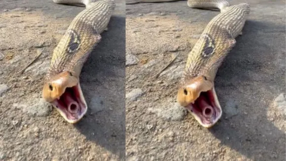 viral cobra video (4)