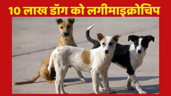 delhi stray dog