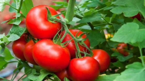 tomato