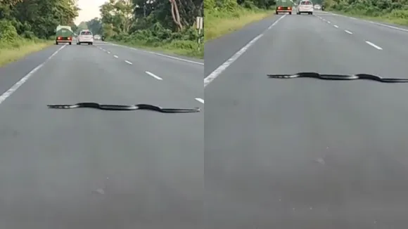 viral black cobra snake