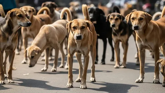 stray dogs