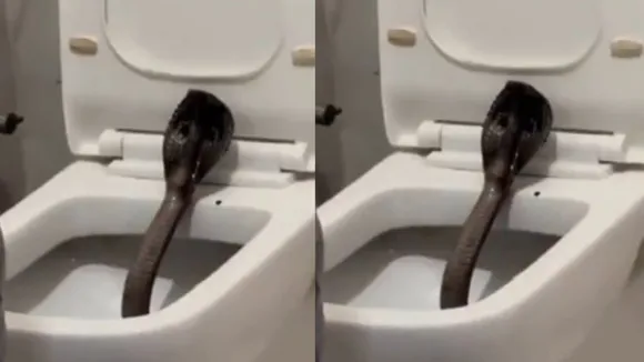 viral cobra snake