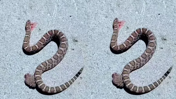 headed snake video