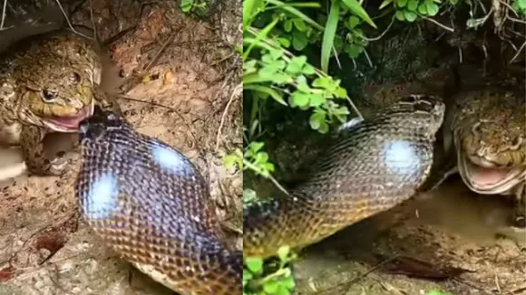 VIRAL SNAKE AND FROG VIDEO