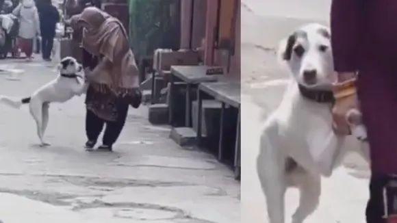 viral dog video
