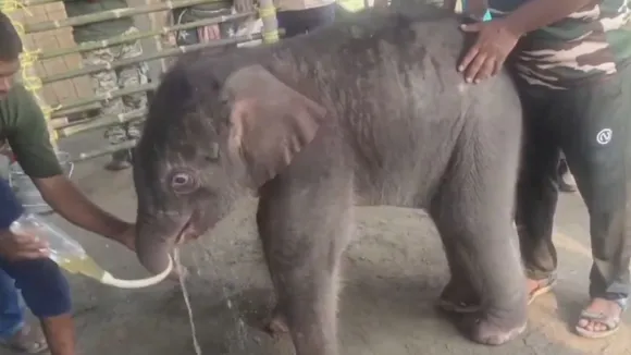 viral elephant video (3)