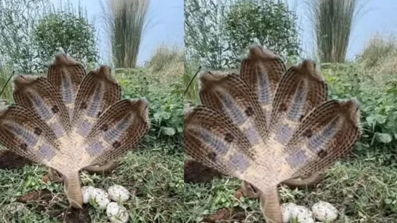 viral Video five head snake