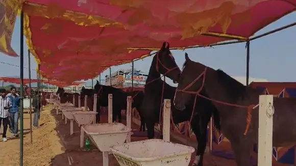 horse