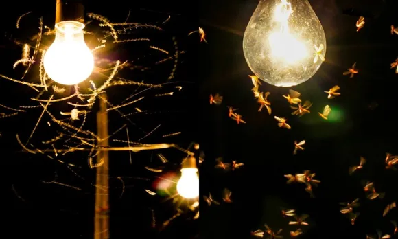 Tips to Get Rid of Insects