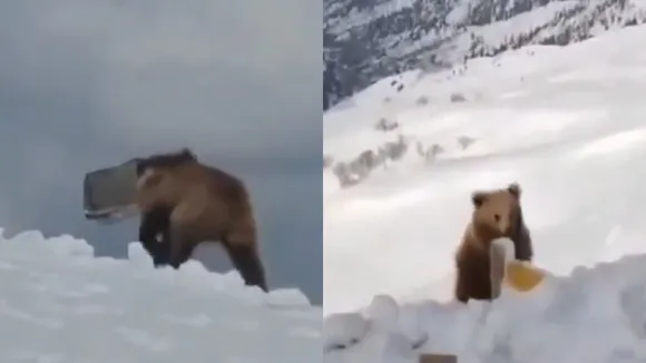 indian bear viral video social media