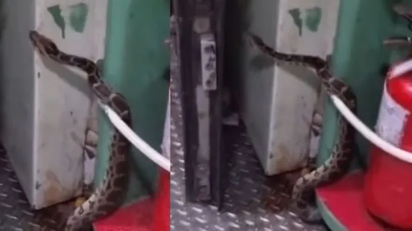 python train viral video