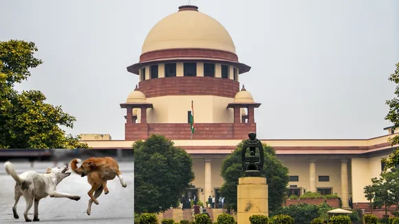 SC on Stray Dogs (1)