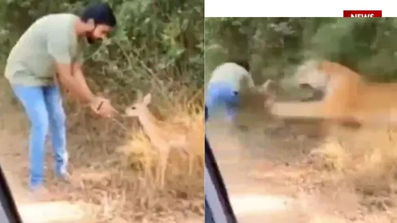 TIGER ATTACKED VIDEO