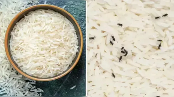 Tips to avoid rice worms