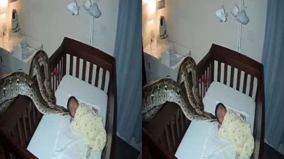 viral snake video (2)