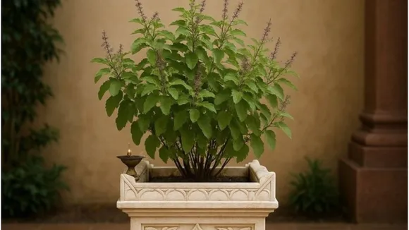Tulsi Vastu Tips