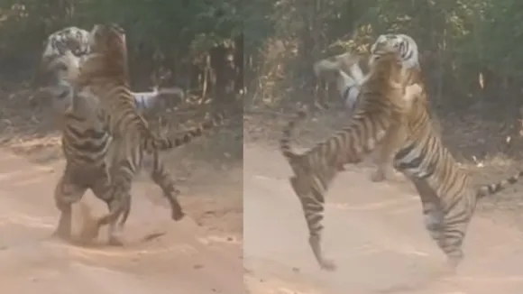 Tiger Fight Video Viral