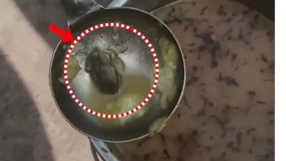 Madhya Pradesh Baby frog