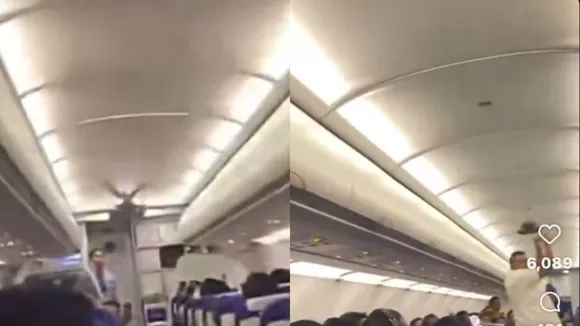 Pigeon in Plane