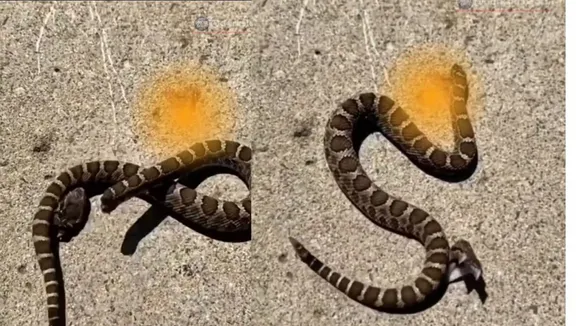 viral snake videos (2)