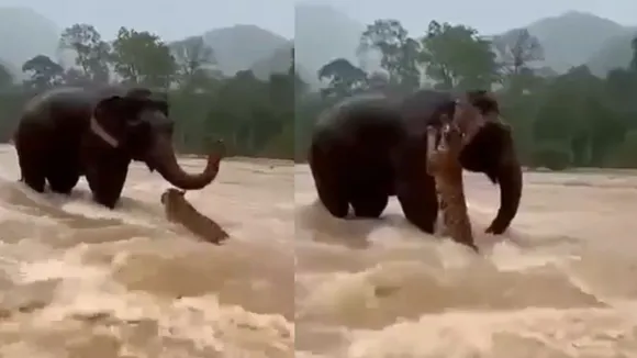 viral video elephant (2)
