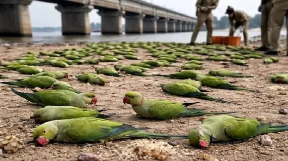 parrots dying in Madhya Pradesh